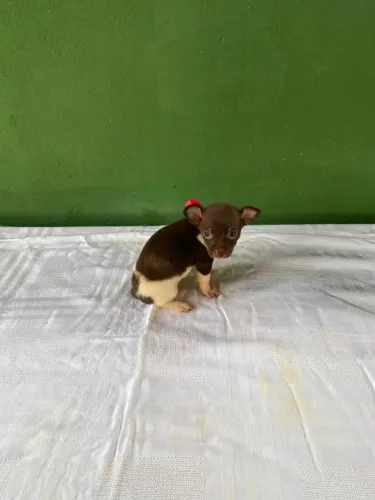 Filhote Pinscher Fêmea