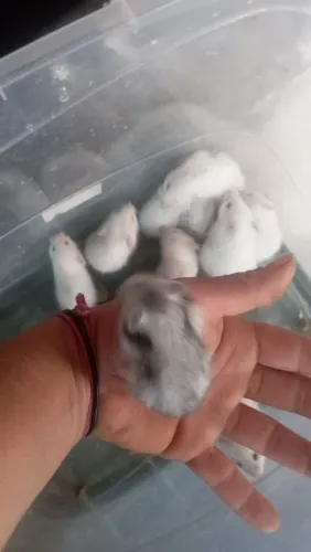 Hamisters sírio 