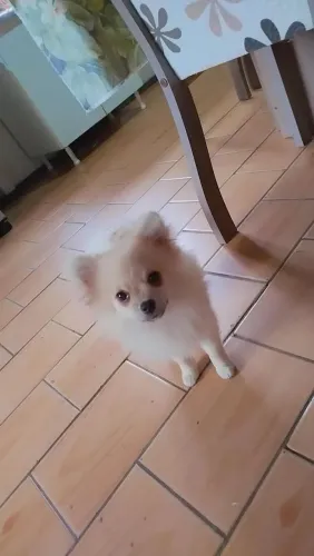 Lulu da Pomerânia fêmea filhote 
