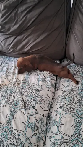 Filhote de Dachshund macho