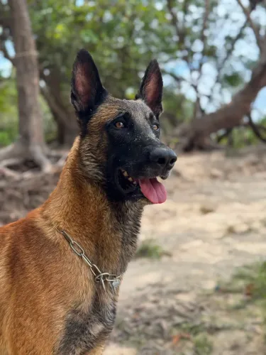 Filhotes de pastor belga malinois