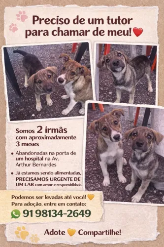 Adoção responsável: Cadelas