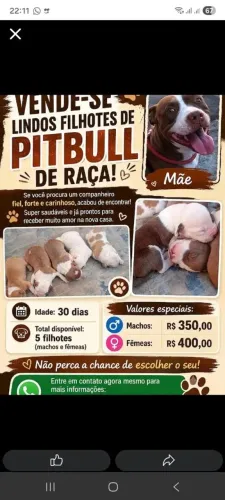 Filhotes de pitbul disponível para venda somente filhotes machos 350