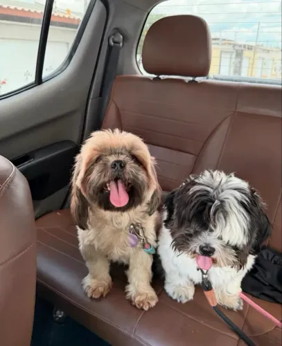 Disponível filhote de shih-tzu