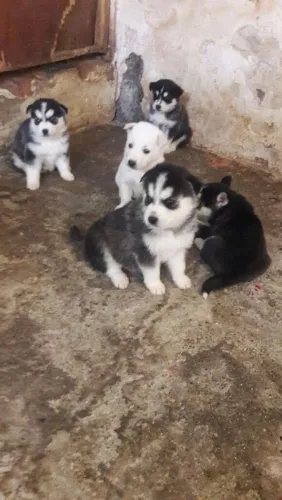 Filhotes de akita