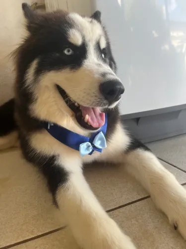 Husky siberiano pra adoção