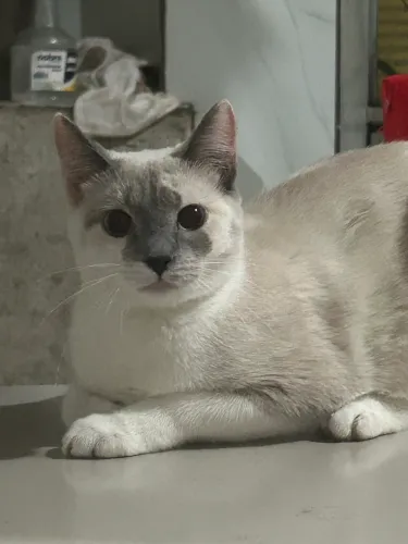 Adoção de gatos