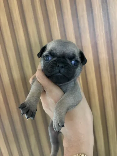 Filhotes pug