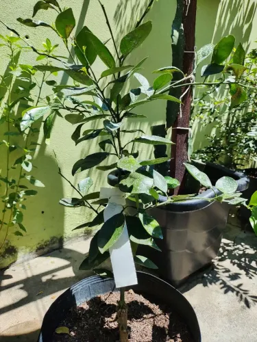 Muda frutífera laranja Bahia enxertada