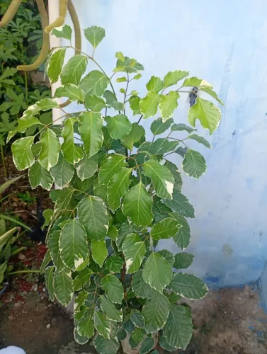 Árvore da Felicidade (Variegatada)