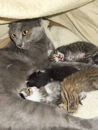 Gatinhos doação gato