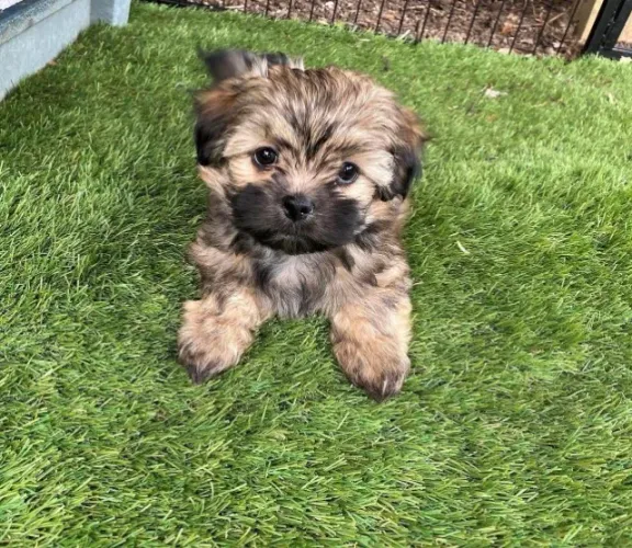Filhotes de Shih tzu | Peludinhos super amigáveis!