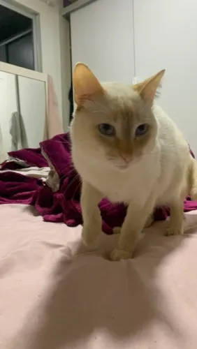 Doação de gato macho