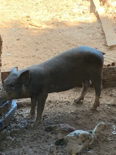 Vendo leitoa caipira limpa 