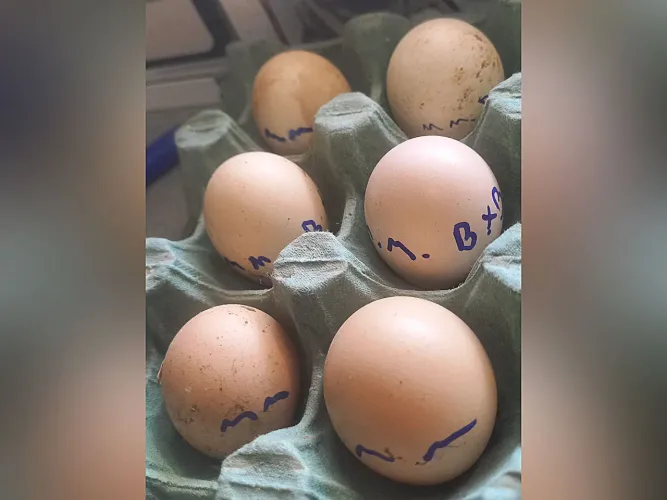 OVOS DE MINI ÍNDIO