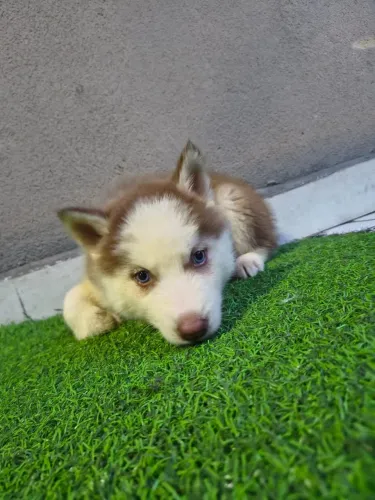 Filhote de Husky Siberiano