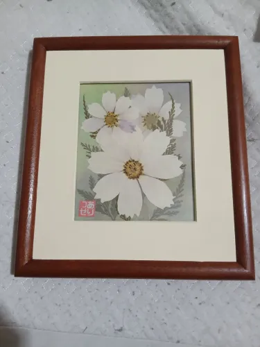 Cosmos trabalho em oshibana plantas naturais cosmos e renda portuguêsa fundo em pastel 