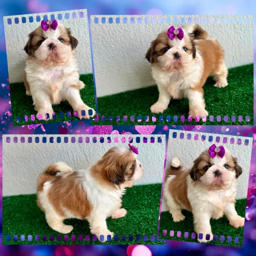 !!! Imperdível !!!! Shihtzu Feminhas e machinhos 