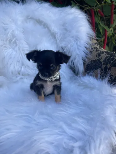 Filhotes de chihuahua
