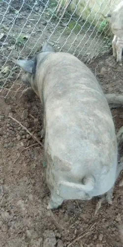 vende se porco 120 kilos