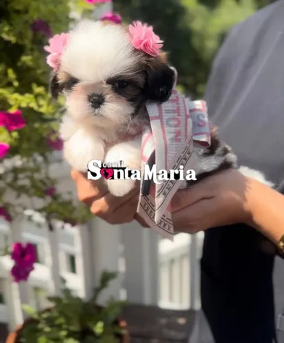 shih tzu mini femea com pedigree adestrada micro shitzu