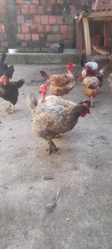 DISPONÍVEL 