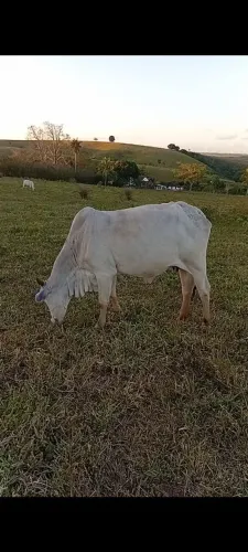 OPORTUNIDADE!! 5 Vacas Nelore EXTRAS! Todas 5 Paridas