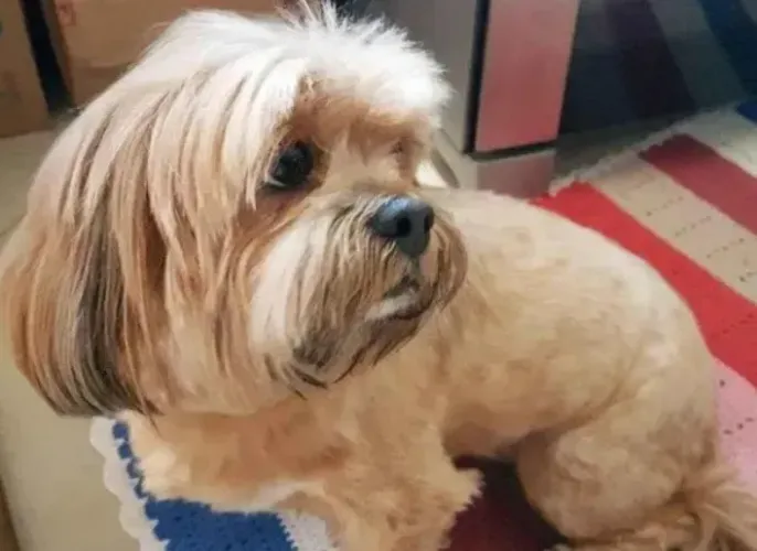 Lhasa apso/c basse
