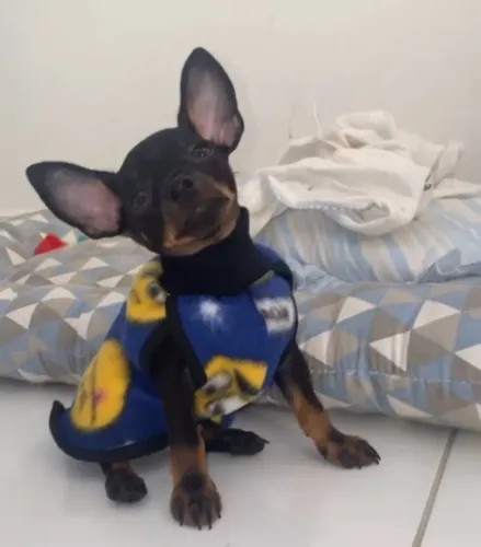 Roupa de frio para caes