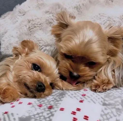 Filhote Yorkshire Terrier, O filhote dos seus sonhos pode ser seu hoje!