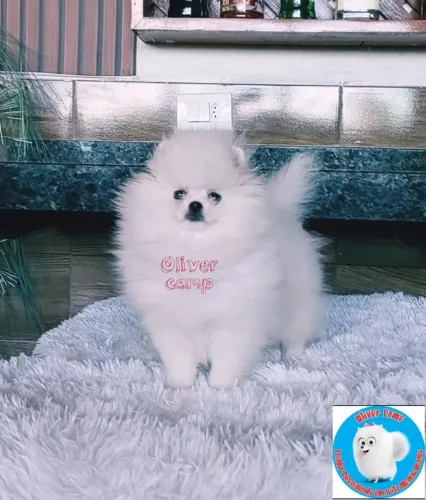 Lulu da pomerânia