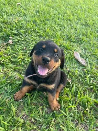 Filhote de rottweiler cabeça de touro