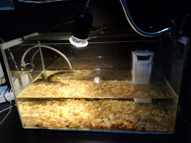 Aquário 25 litros completo com asxolote
