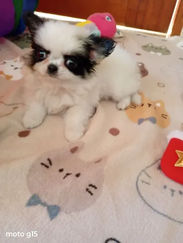 Chihuahua macho pelo Longo, linhagem Russa.