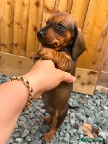 Filhotes Teckel/Dachshund/Salsicha/Salsichinha/Basset/Cofap atentos e sociáveis