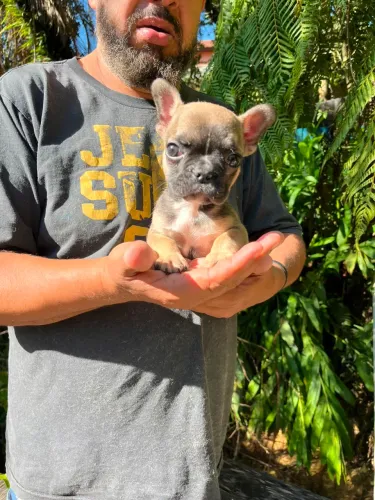 Mini buldogue lindo demais