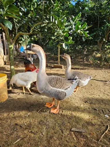 Ganso Sinaleiro Chinês