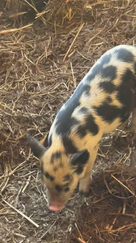Casal de mine pig