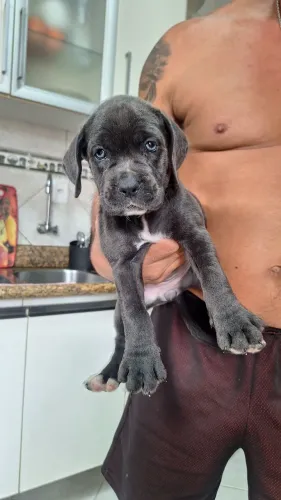 Vende-se filhote fêmea de cane corso, preta