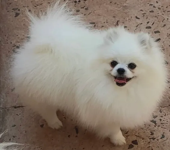 Spitz alemão 
