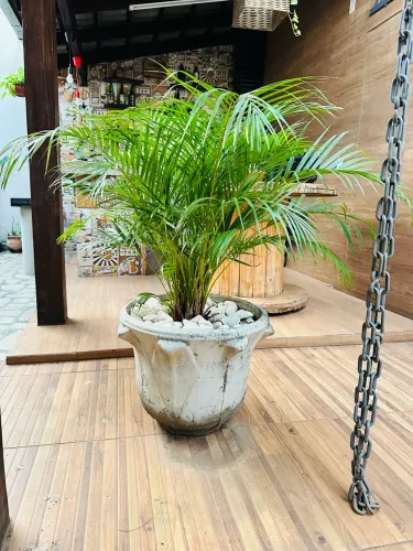 Vasos de plantas para jardim 