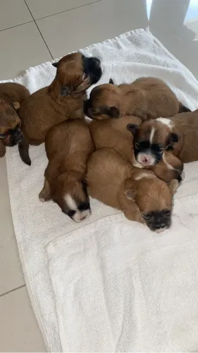 Vendo filhotes de shih tzu