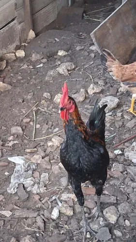 Pets , cada um por 60 R$, garnizé e caipira dois 120#