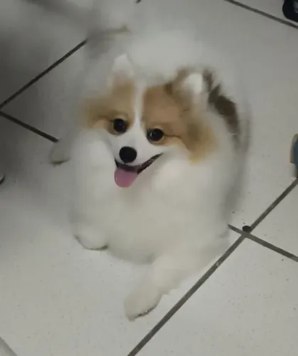 Vendo um lindo filhotinho de spitz alemão macho