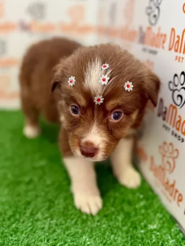 Border Collie Fêmea 