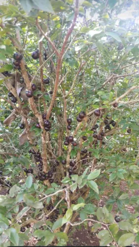 Jabuticaba híbrida enxertada produzindo 2mts
