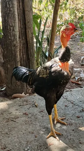 GALOS E FRANGOS