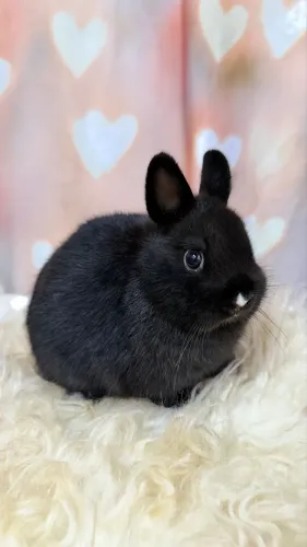 Coelho Netherland Dwarf Fêmea LINDA!