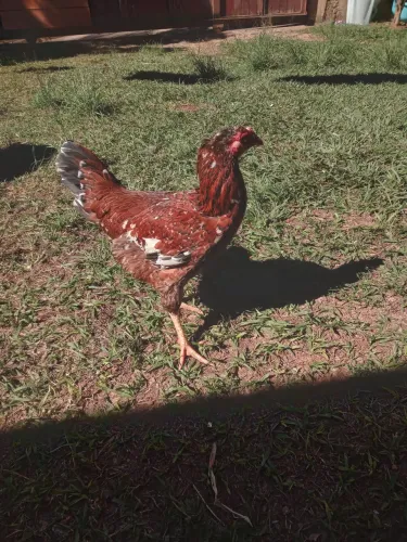 Aves disponíveis para venda