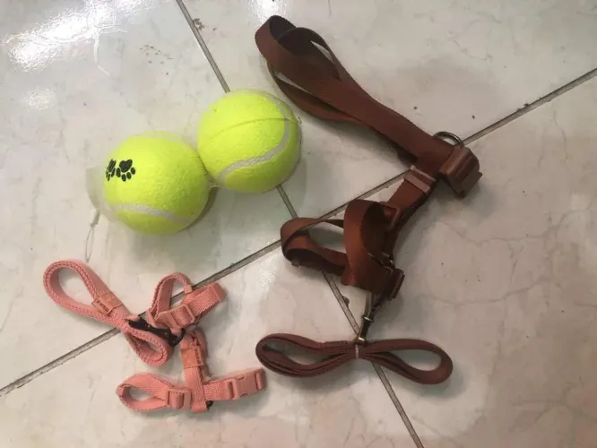 Cólera e bola para cão 